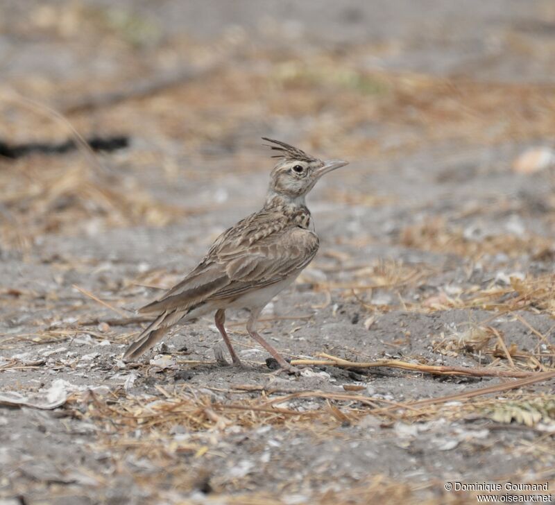 Crested Lark