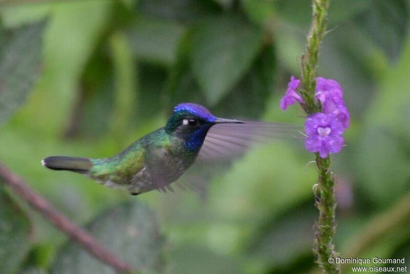 Colibri à tête violette mâle adulte