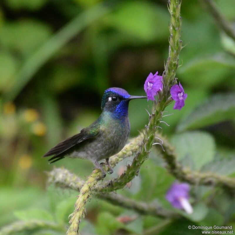 Colibri à tête violette mâle adulte