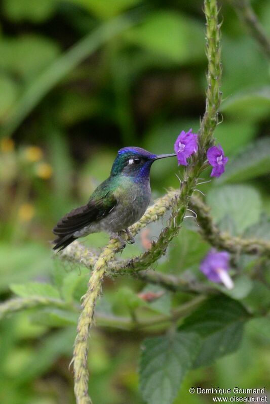 Violet-headed Hummingbird male adult