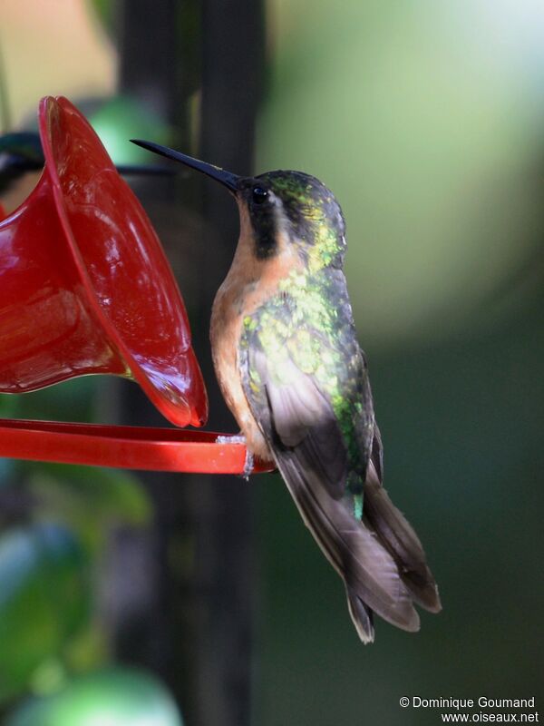 Colibri à ventre châtain femelle adulte