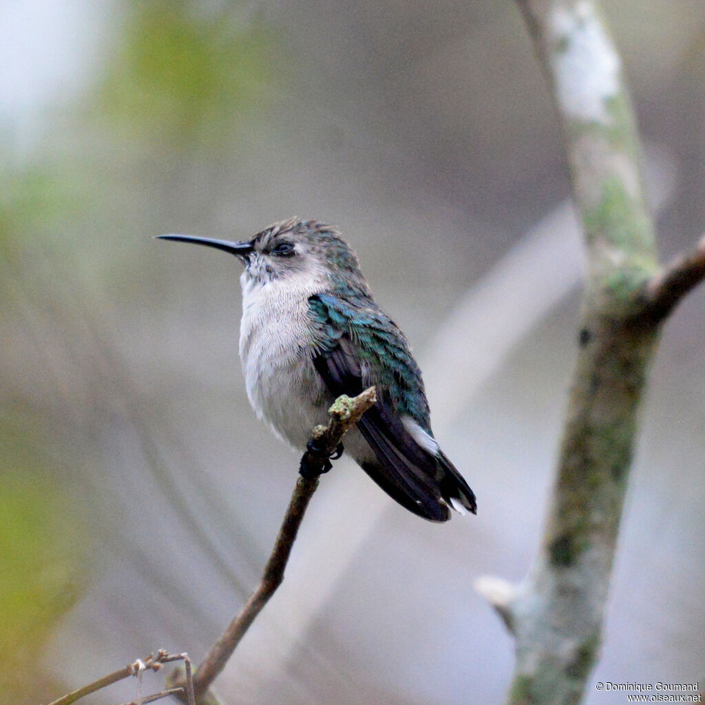 Colibri d'Elena
