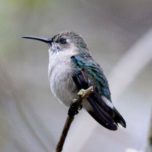 Colibri d'Elena