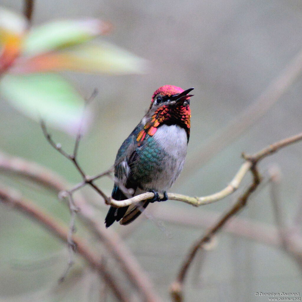 Colibri d'Elena