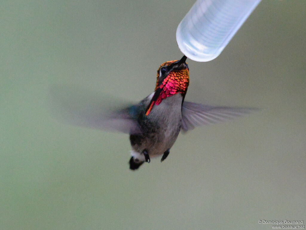 Colibri d'Elena