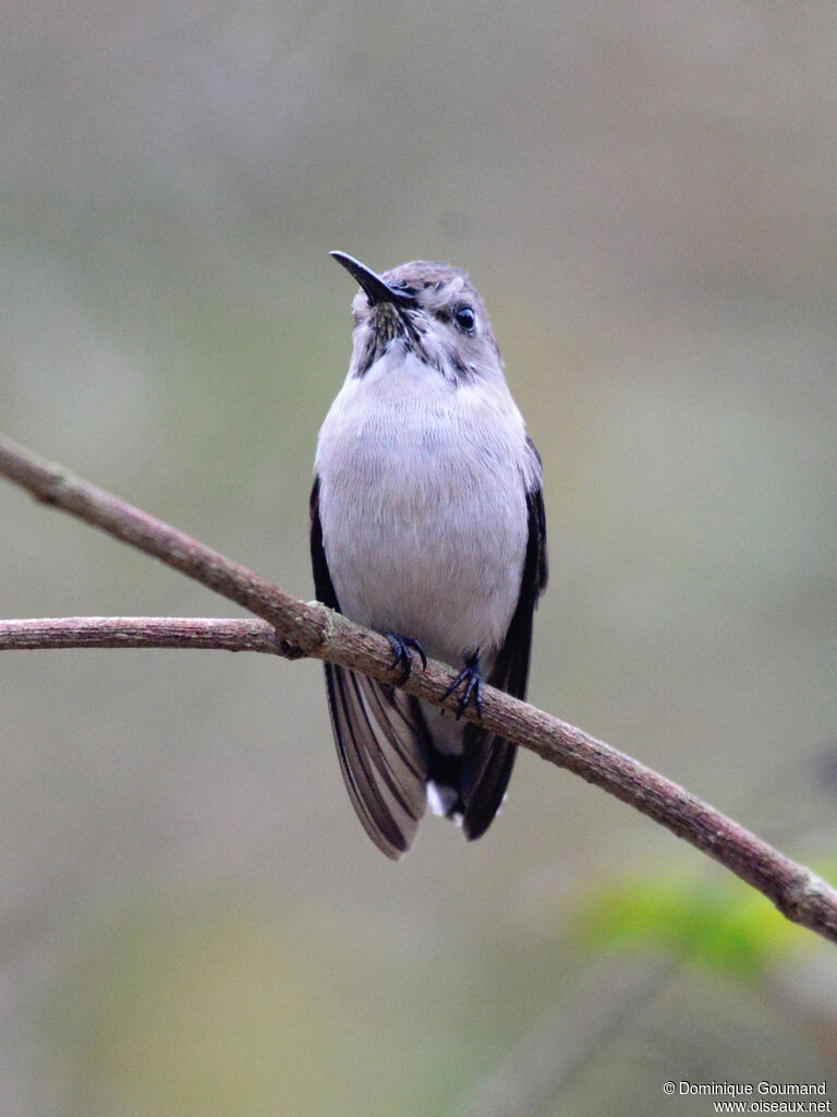 Colibri d'Elena