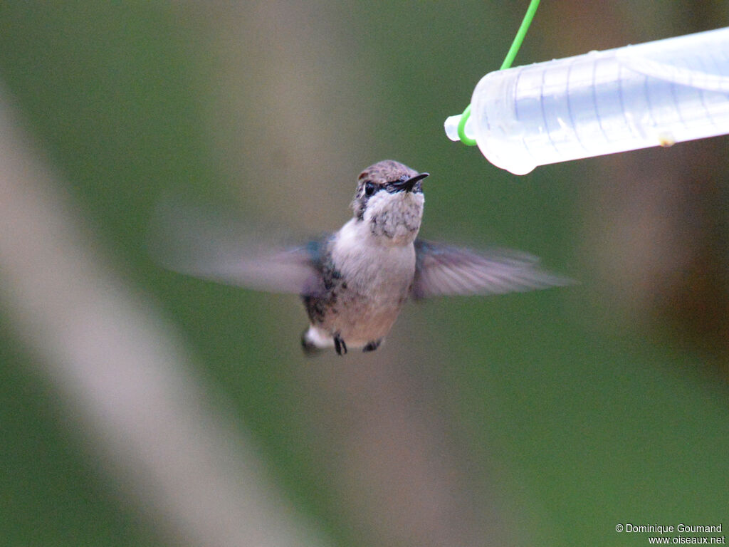 Colibri d'Elena