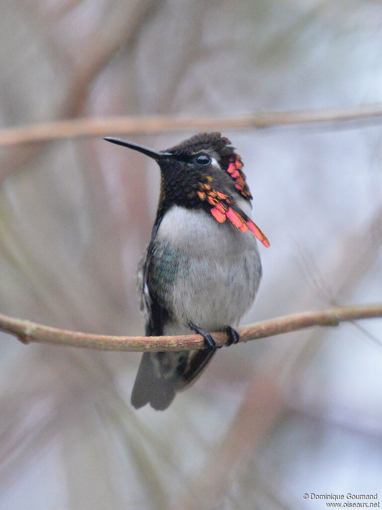 Colibri d'Elena