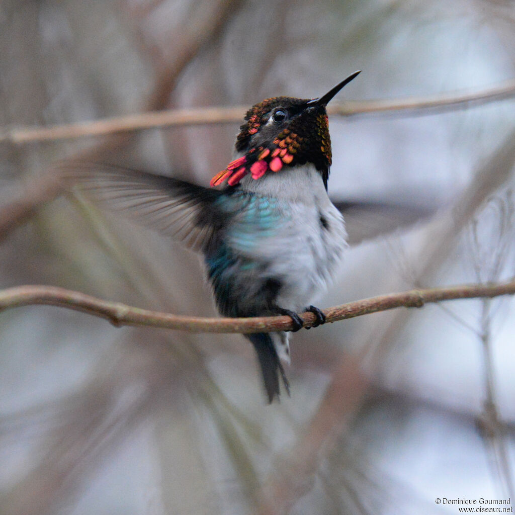 Bee Hummingbird - Colibri d'Elena<br /> male, identification