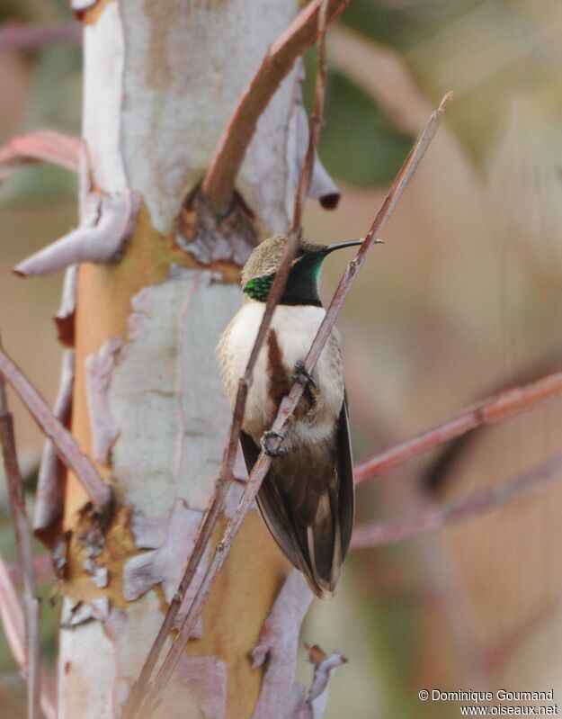 Andean Hillstar