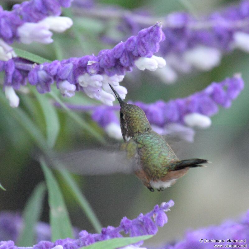 Volcano Hummingbird female adult