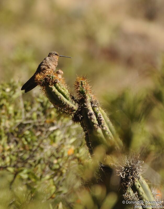 Giant Hummingbird