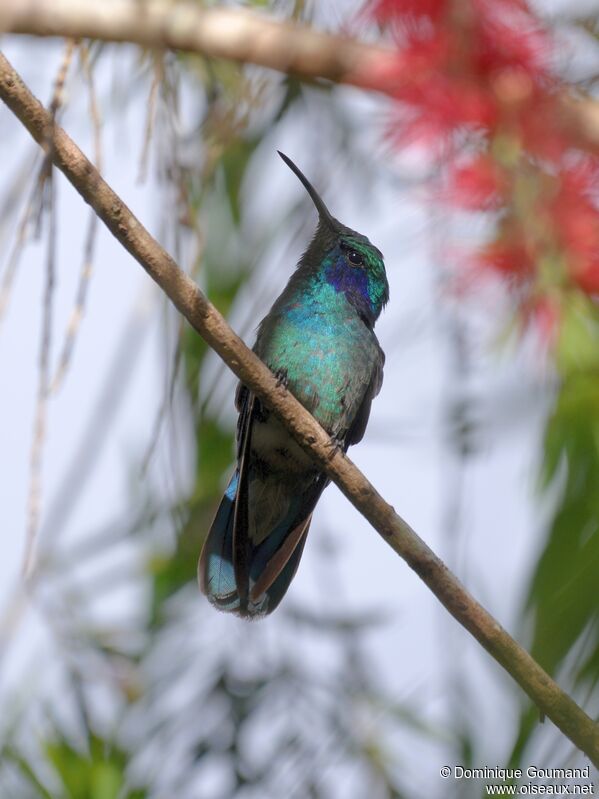 Mexican Violetearadult