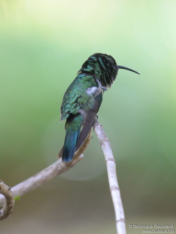 Colibri thalassinadulte