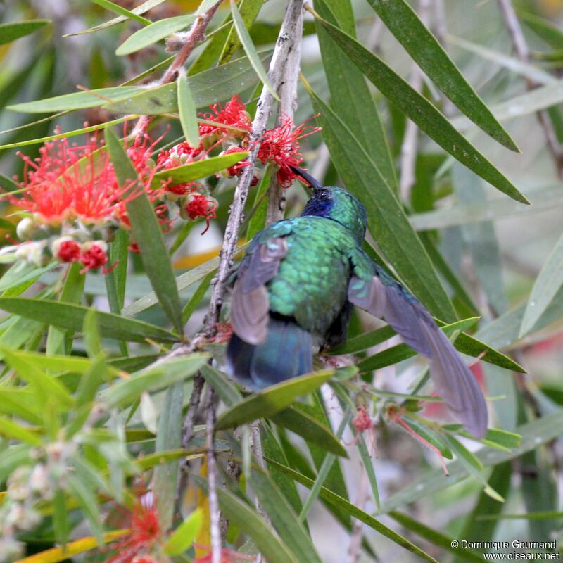 Colibri thalassinadulte