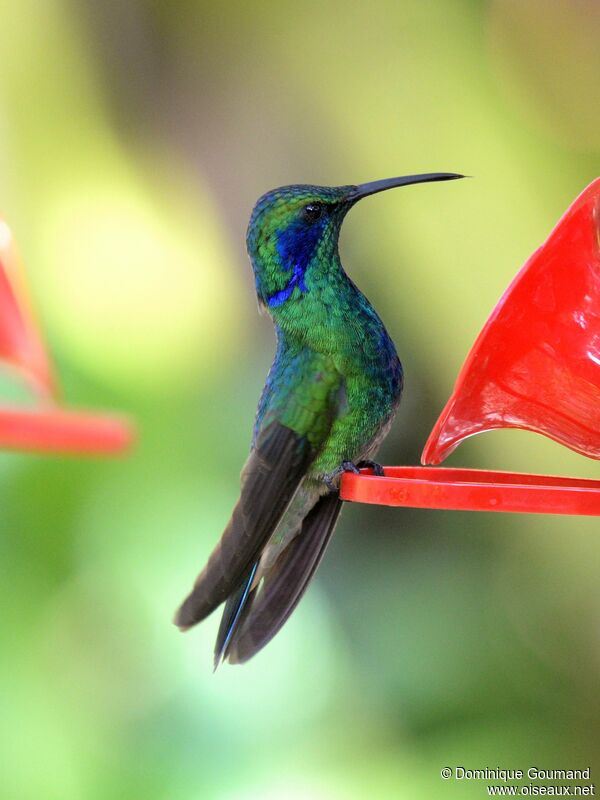 Mexican Violetearadult