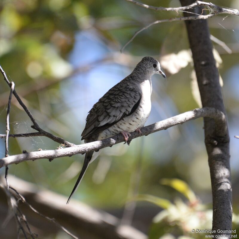 Colombe incaadulte