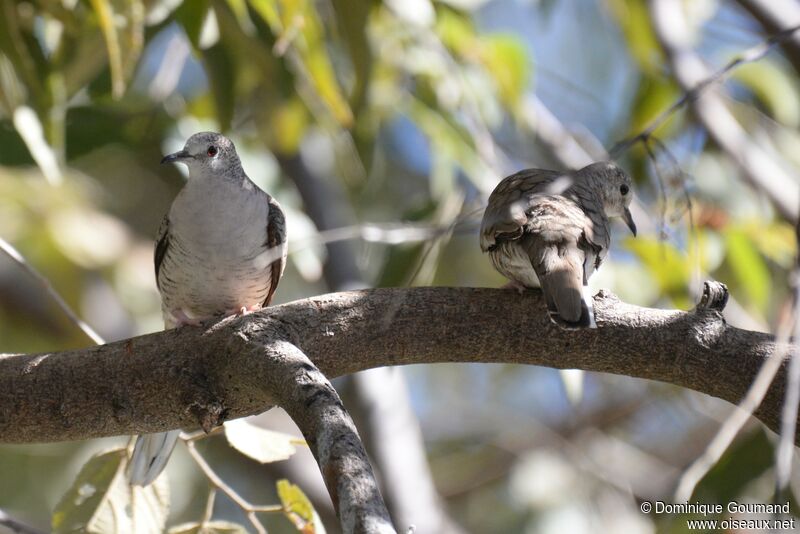 Inca Doveadult