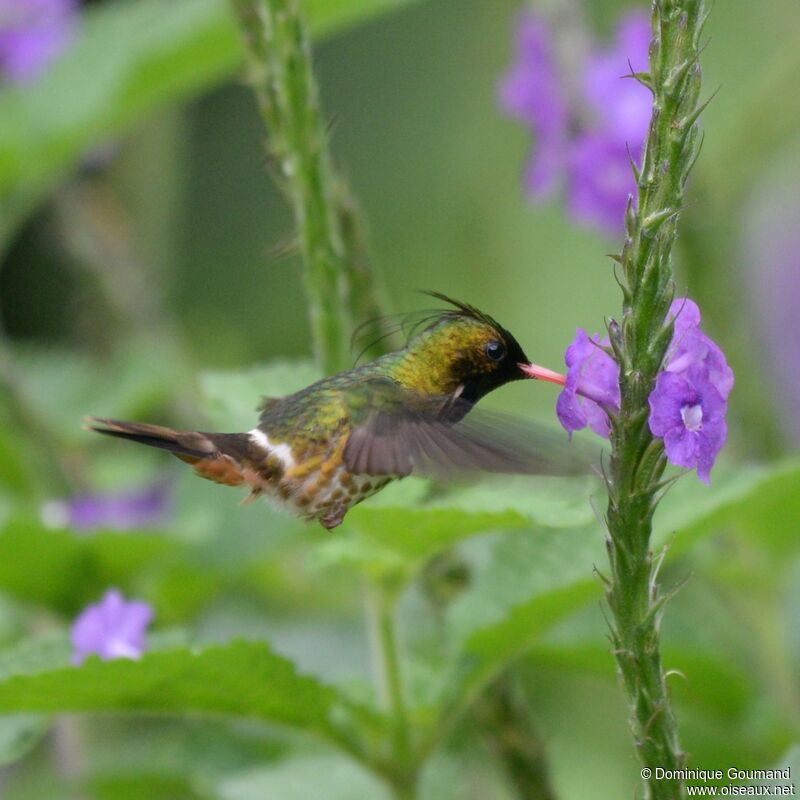 Black-crested Coquette male adult