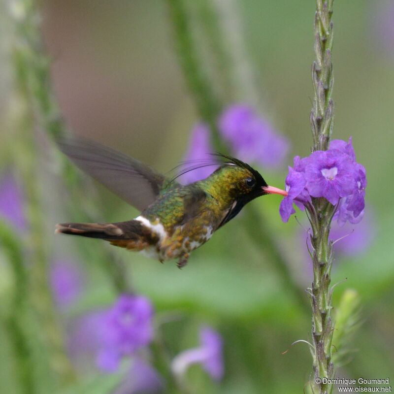 Black-crested Coquette male adult