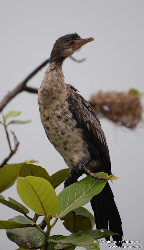 Cormoran africainjuvénile