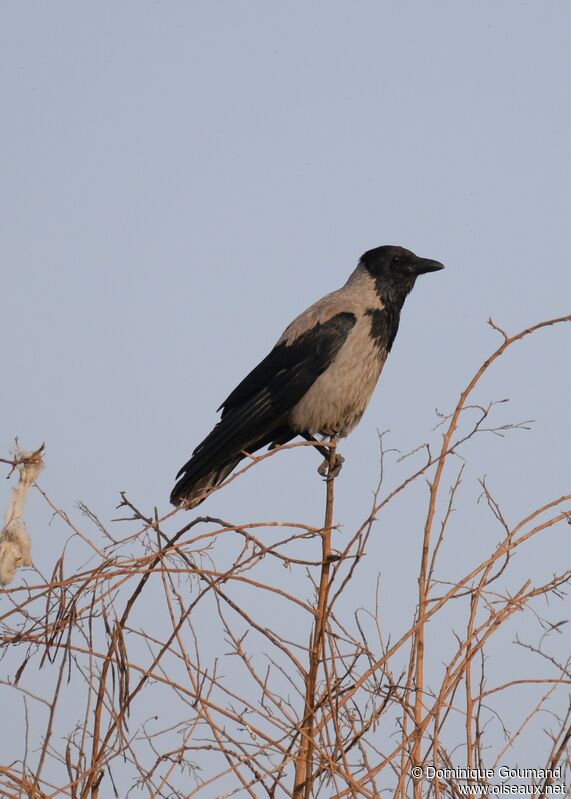 Hooded Crow