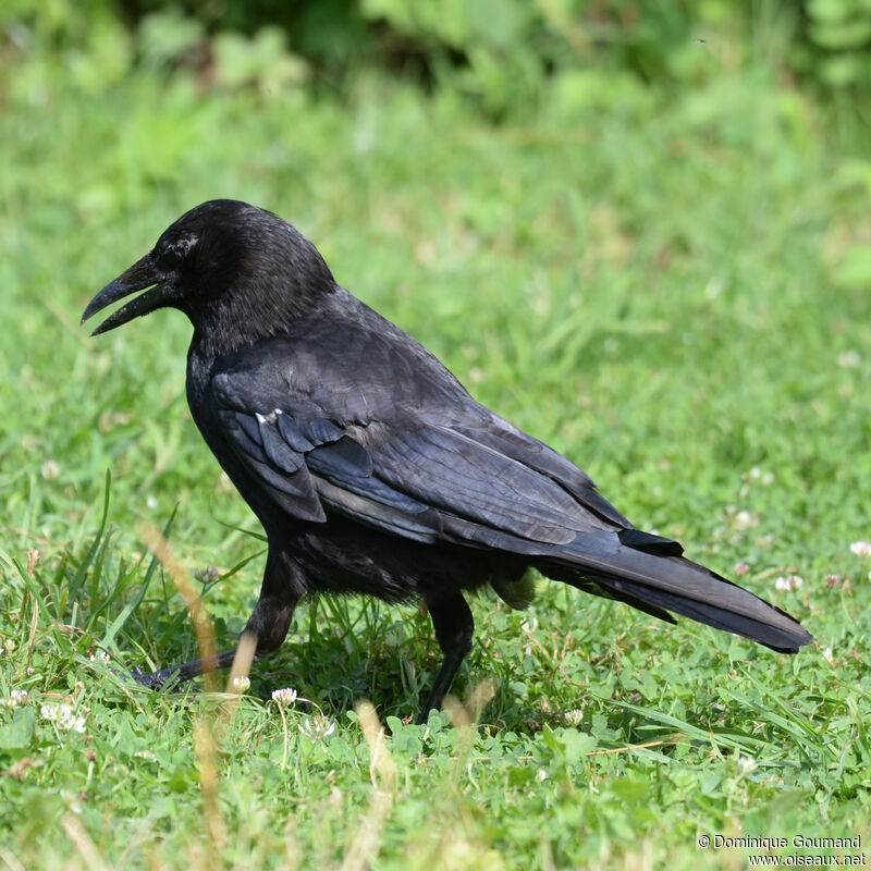 Carrion Crowadult