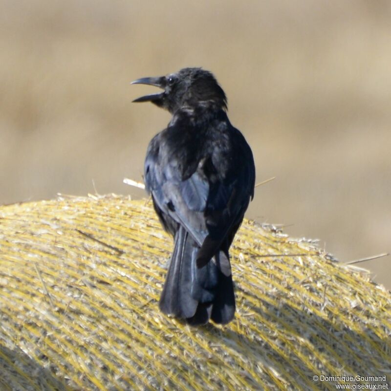 Carrion Crow