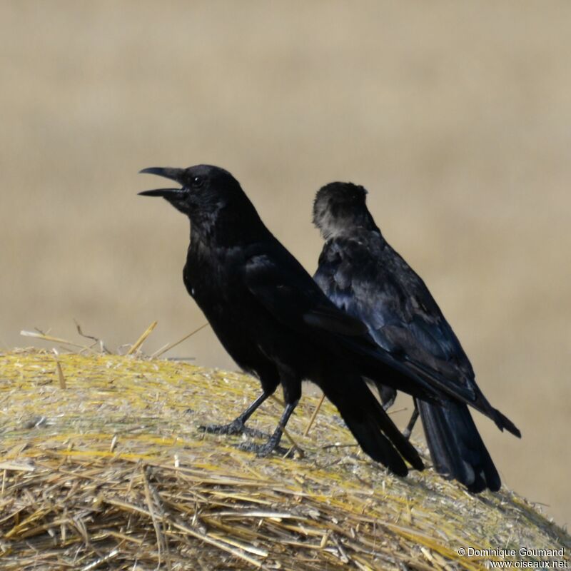 Carrion Crow