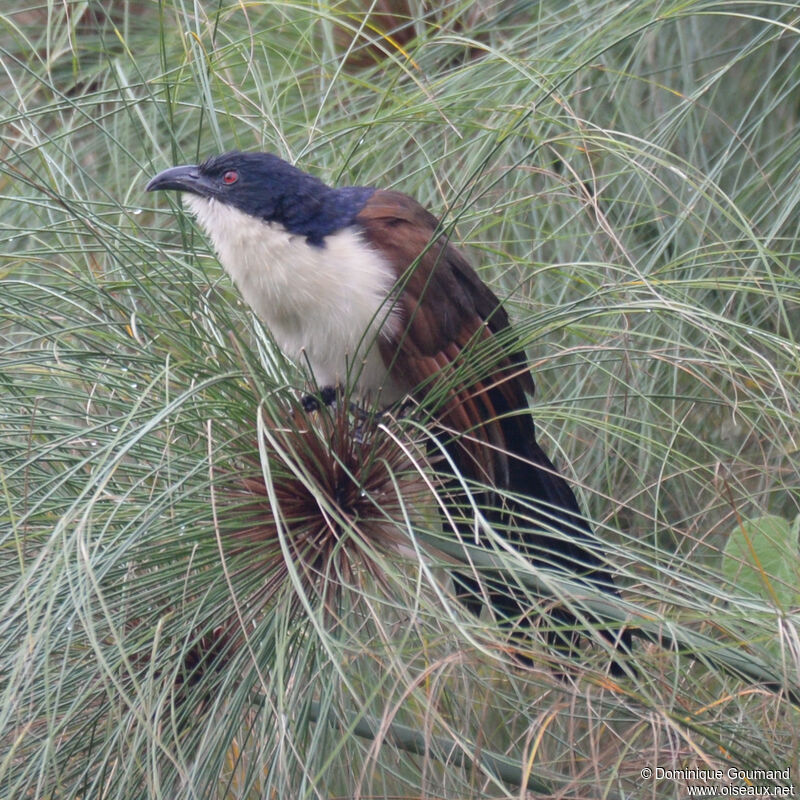 Coucal à nuque bleueadulte