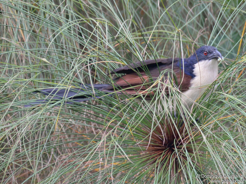 Coucal à nuque bleueadulte