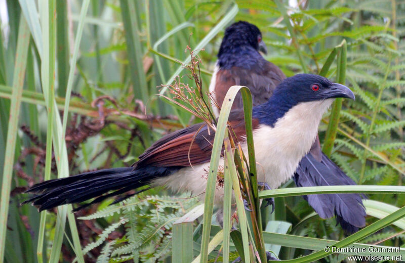 Coucal à nuque bleueadulte