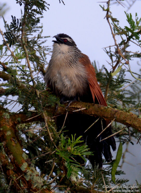 Coucal à sourcils blancsadulte