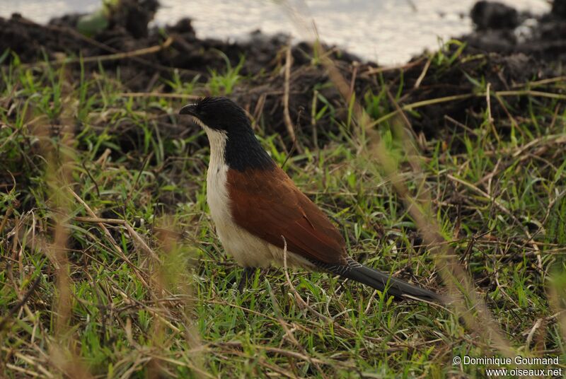 Coucal de Burchell