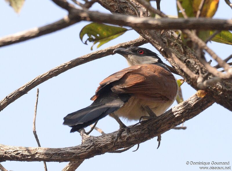 Coucal du Sénégaladulte