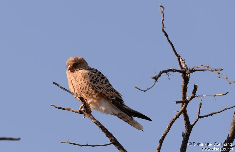 Greater Kestrel