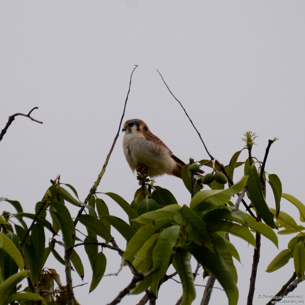 Crécerelle d'Amérique femelle adulte, identification