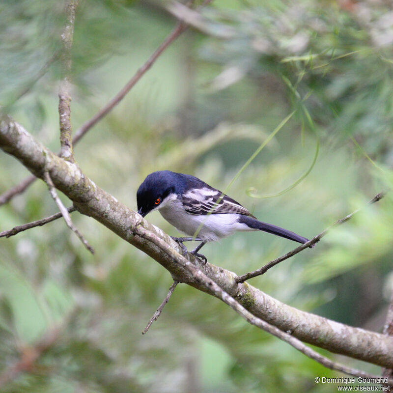 Northern Puffback male adult, identification