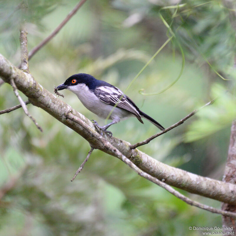 Northern Puffback male adult, identification, eats