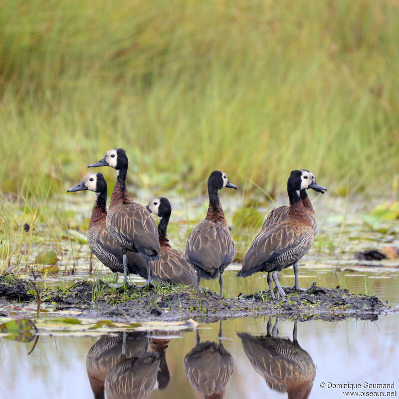 Dendrocygne veuf, habitat