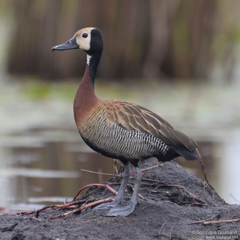 Dendrocygne veufadulte