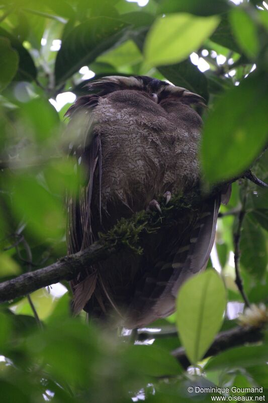 Crested Owladult