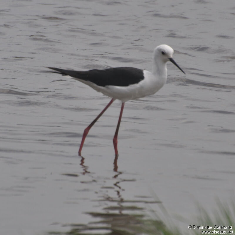 Black-winged Stiltadult