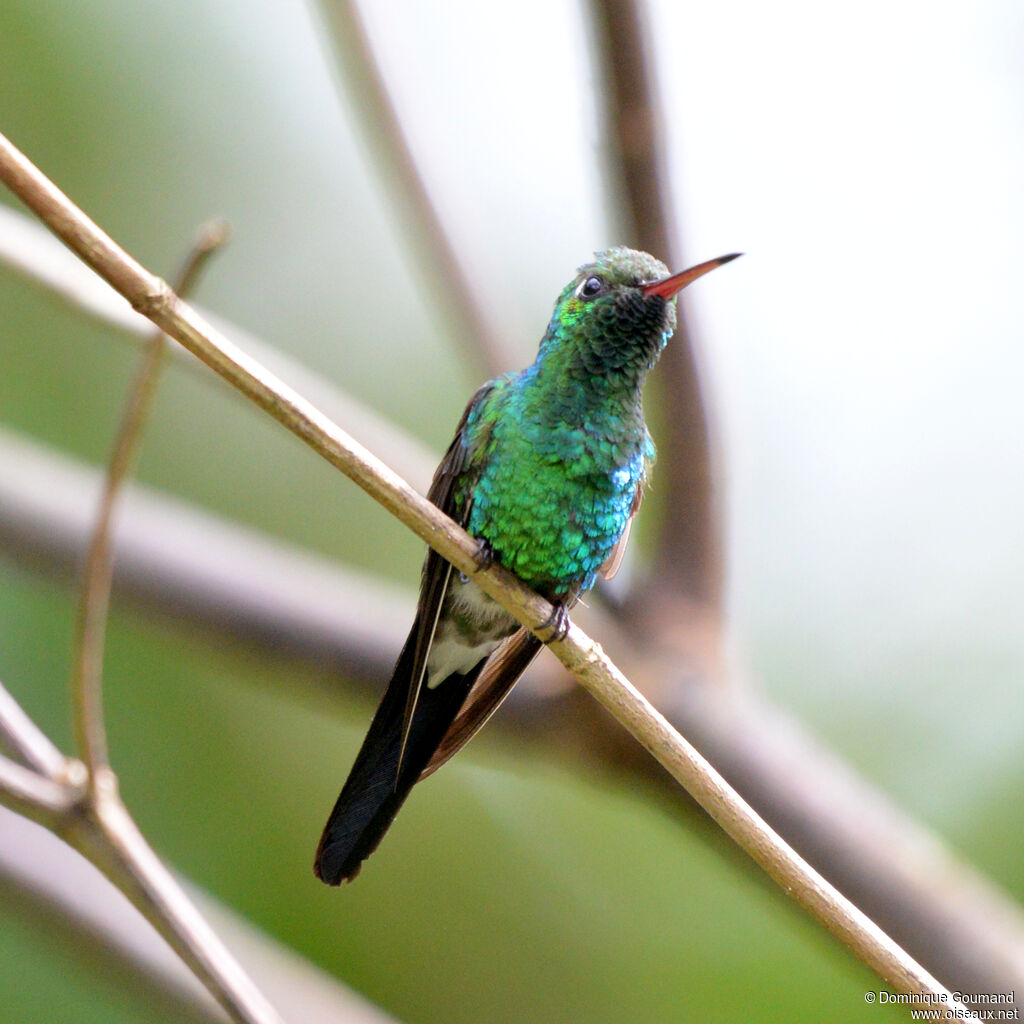 Cuban Emerald