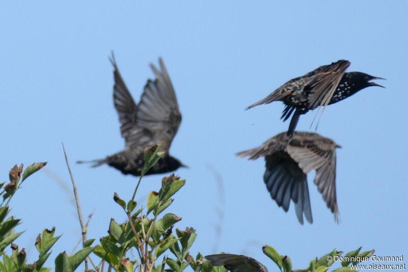 Common Starling