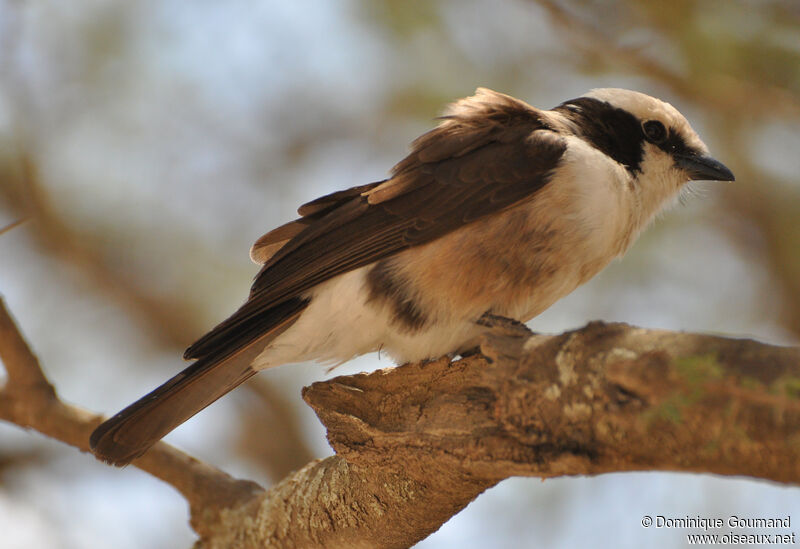 Northern White-crowned Shrikeadult