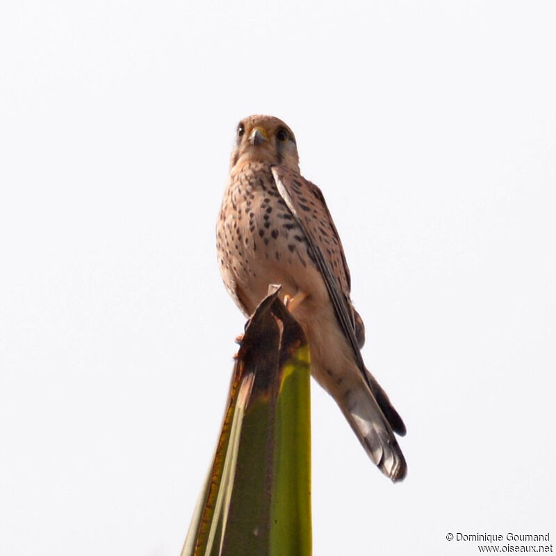 Common Kestrel female adult