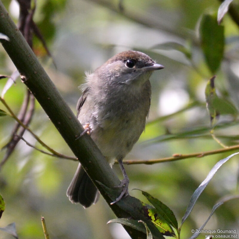 Eurasian Blackcap female adult