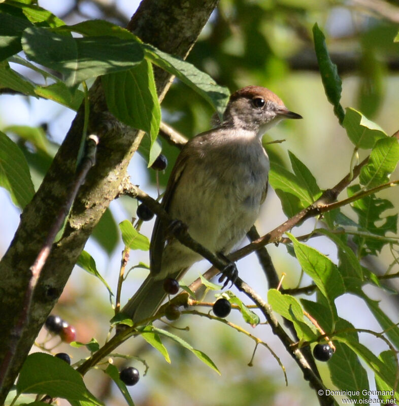 Eurasian Blackcap female adult