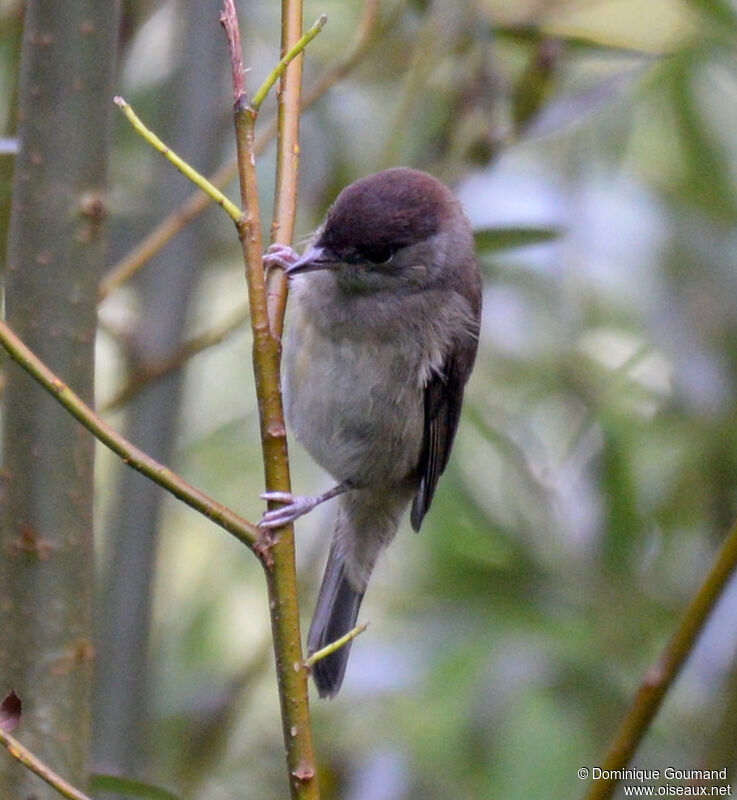 Eurasian Blackcap male adult